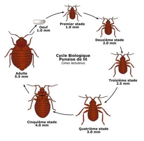 Cycle de vie punaise