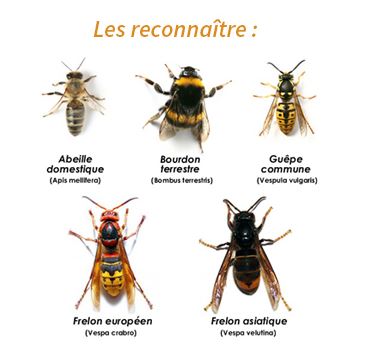 Guèpes-Frelons Val-d'Oise 95 