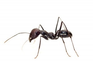 Piqûre fourmis
