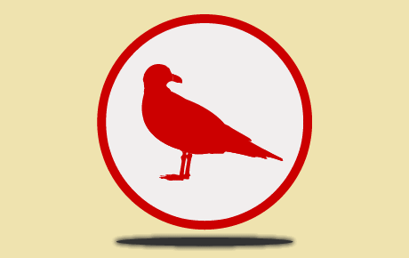 Dépigeonnisation, les solutions anti pigeons