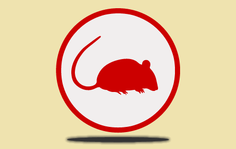 Des souris dans votre appartement ou maison ? Désourisation souris