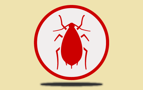 Entreprise de désinsectisation fourmis - Exterminer les fourmis et fourmilière