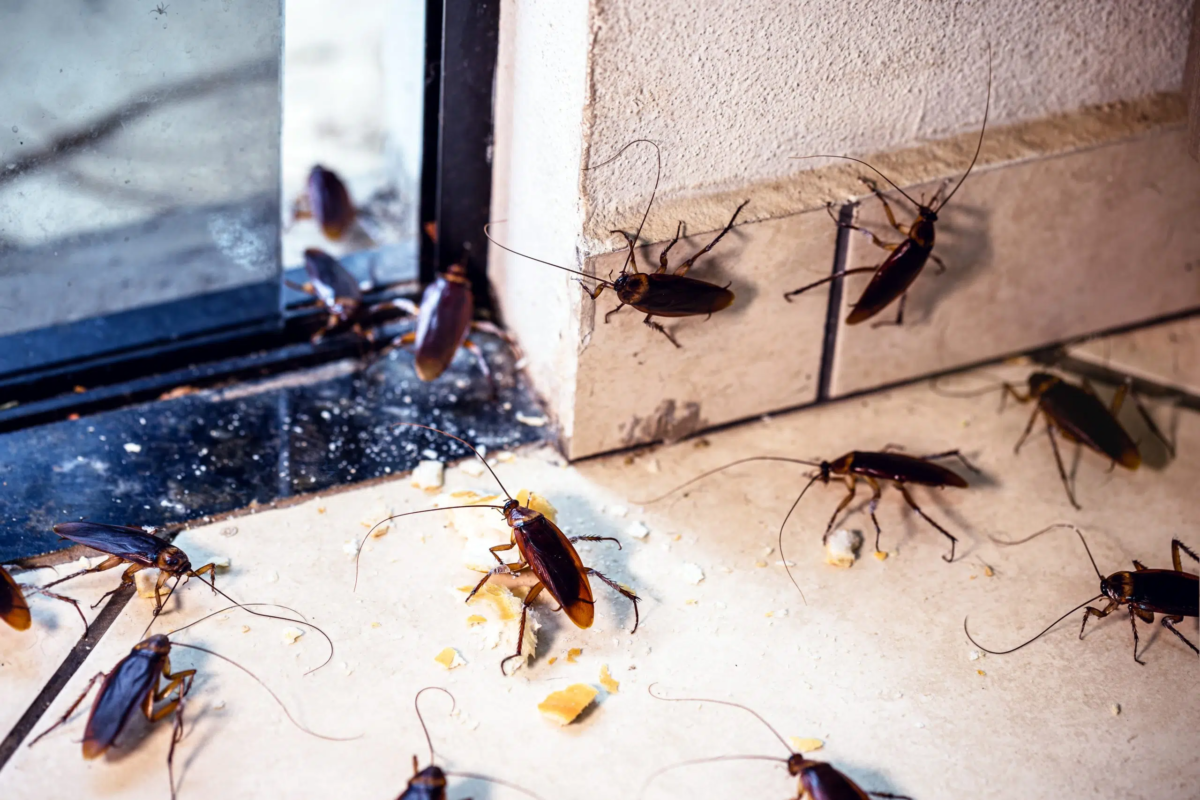 Cafard nuisible à exterminer