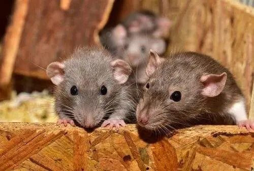 Dératisation rats et souris à Paris