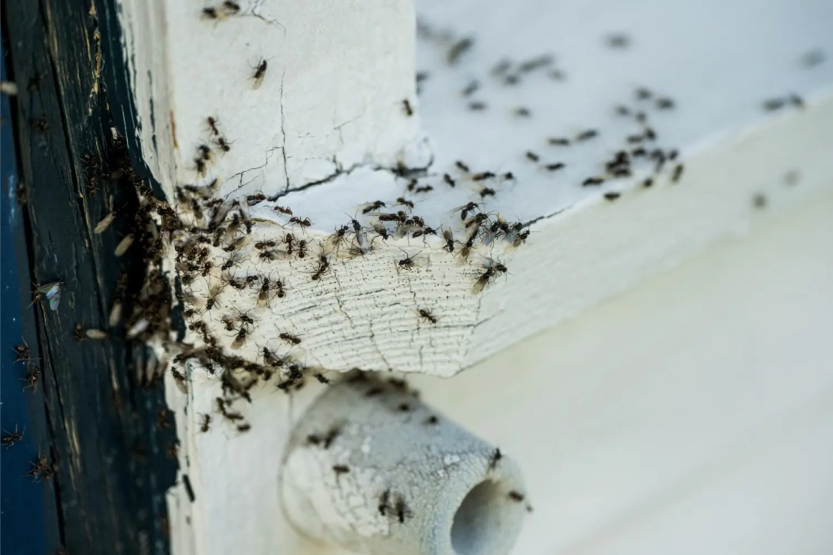 Désinsectisation insectes