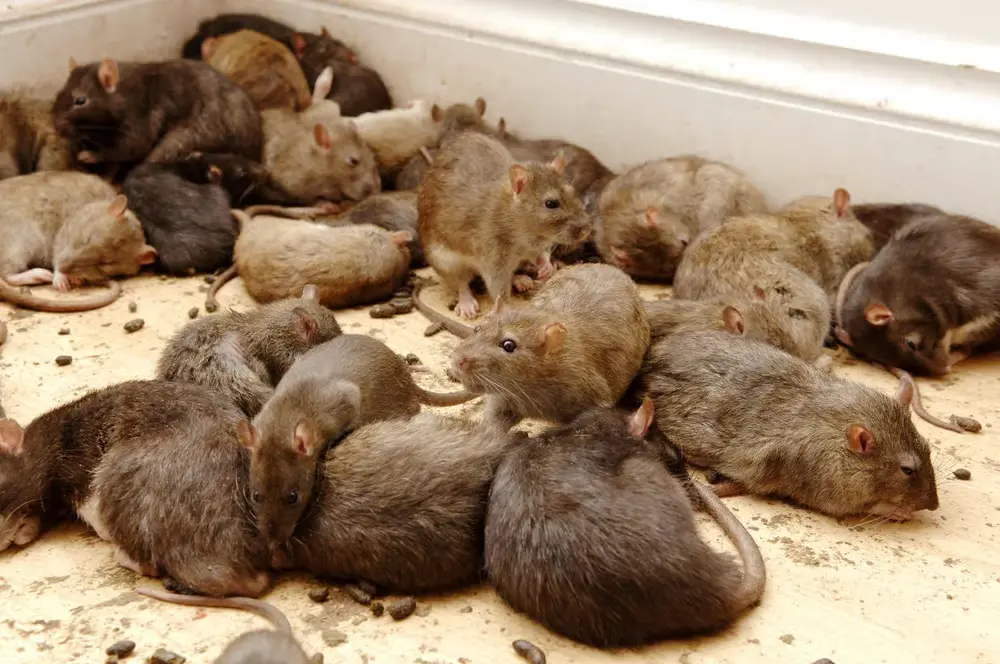 Rat nuisible à traiter