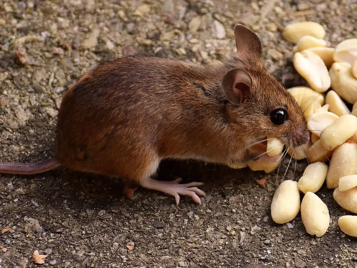 Dératisation rats souris Paris IDF